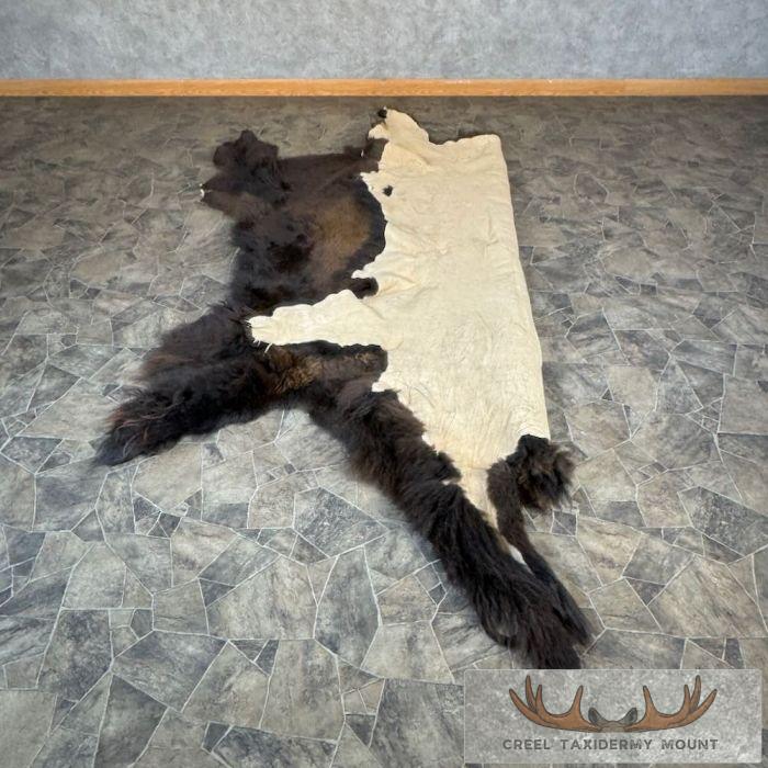 American Buffalo (Bison) Taxidermy Hide For Sale - Image 7