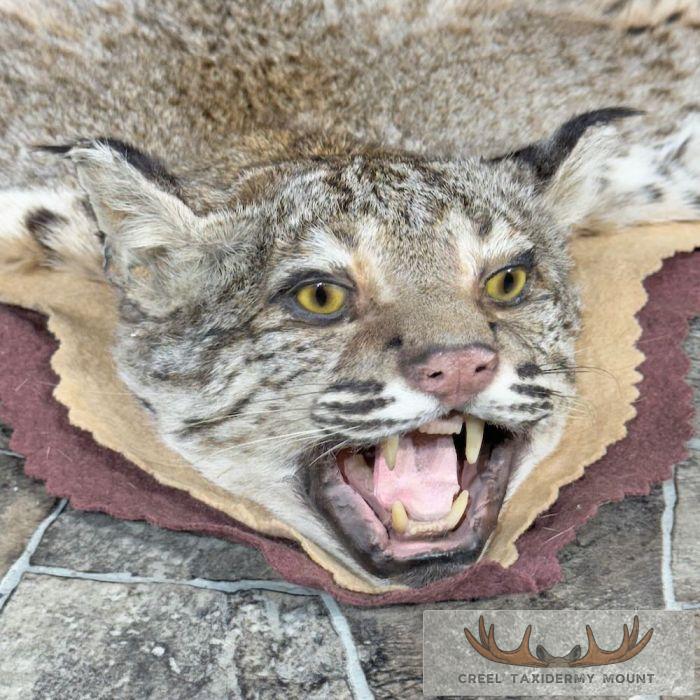 Bobcat Taxidermy Rug Mount For Sale - Image 5