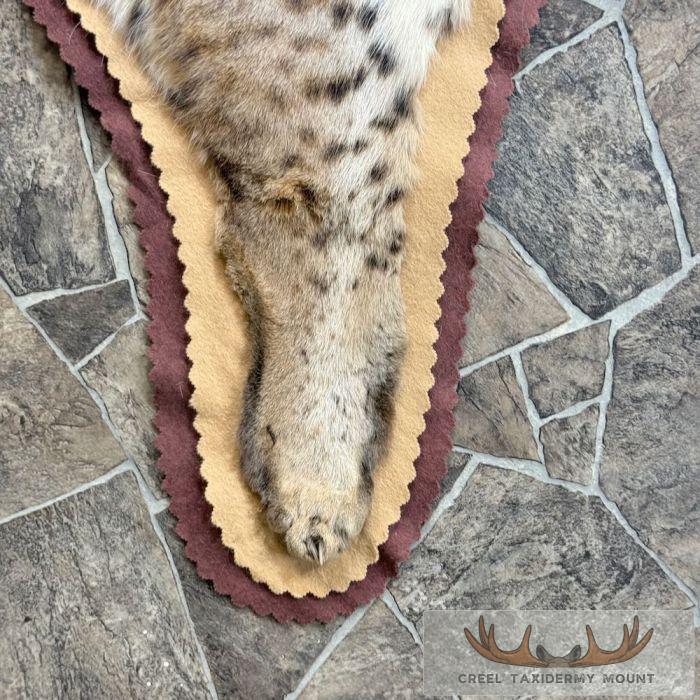Bobcat Taxidermy Rug Mount For Sale - Image 7