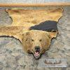 Kodiak Brown Bear Full-Size Taxidermy Rug Mount For Sale - Image 10