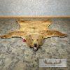 Kodiak Brown Bear Full-Size Taxidermy Rug Mount For Sale - Image 2