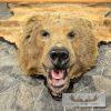 Kodiak Brown Bear Full-Size Taxidermy Rug Mount For Sale - Image 3