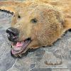 Kodiak Brown Bear Full-Size Taxidermy Rug Mount For Sale - Image 4