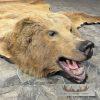 Kodiak Brown Bear Full-Size Taxidermy Rug Mount For Sale - Image 5