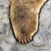 Kodiak Brown Bear Full-Size Taxidermy Rug Mount For Sale - Image 6