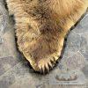 Kodiak Brown Bear Full-Size Taxidermy Rug Mount For Sale - Image 7