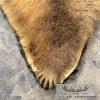 Kodiak Brown Bear Full-Size Taxidermy Rug Mount For Sale - Image 8