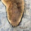 Kodiak Brown Bear Full-Size Taxidermy Rug Mount For Sale - Image 9