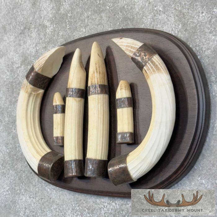 Hippopotamus Tooth Set Safari Decor For Sale - Image 3
