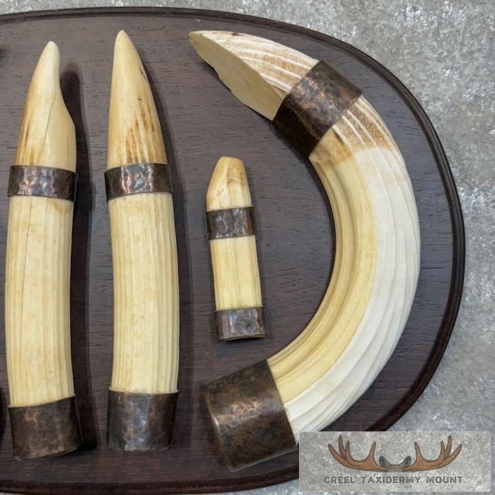 Hippopotamus Tooth Set Safari Decor For Sale - Image 5