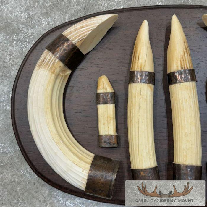 Hippopotamus Tooth Set Safari Decor For Sale - Image 6