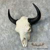 American Buffalo/Bison Skull Taxidermy Mount For Sale - Image 2