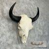 American Buffalo/Bison Skull Taxidermy Mount For Sale - Image 3