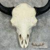 American Buffalo/Bison Skull Taxidermy Mount For Sale - Image 4
