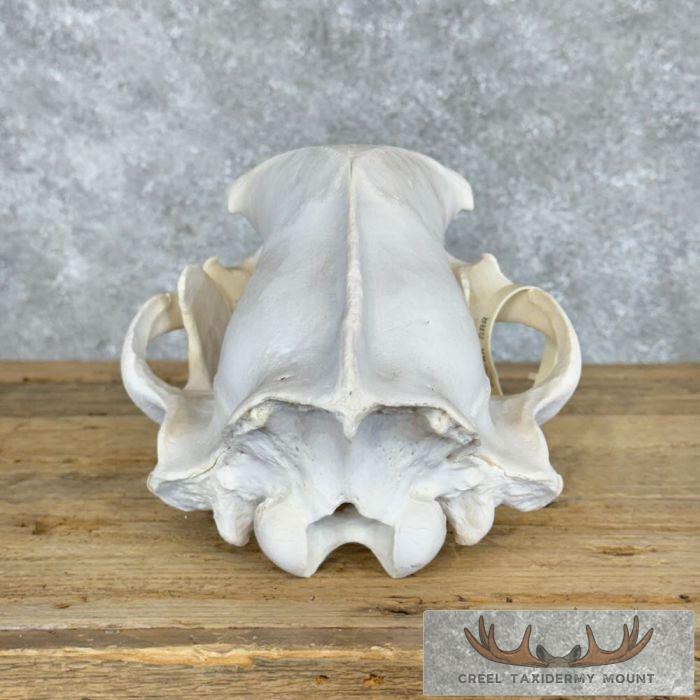 Inland Grizzly Bear Full Skull For Sale - Image 2