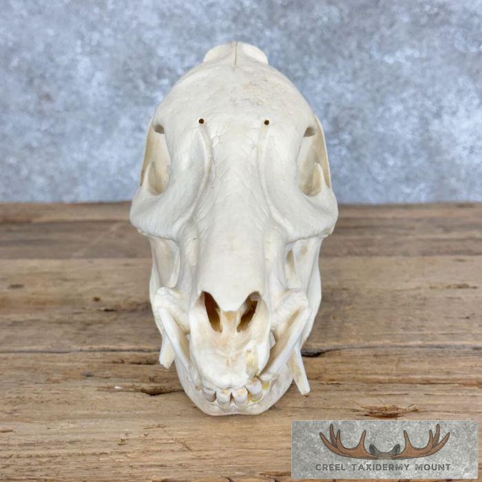 Peccary Skull Taxidermy Mount For Sale - Image 2