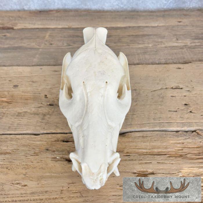 Peccary Skull Taxidermy Mount For Sale - Image 3