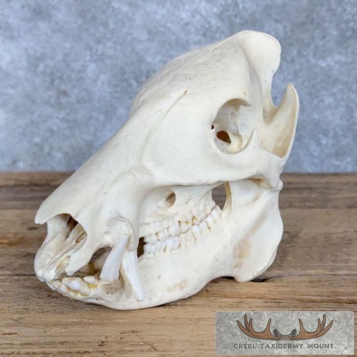 Peccary Skull Taxidermy Mount For Sale - Image 4