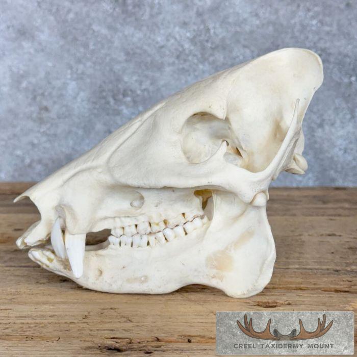 Peccary Skull Taxidermy Mount For Sale - Image 5