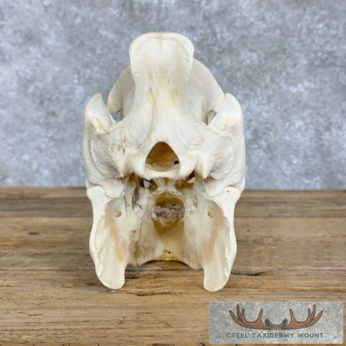 Peccary Skull Taxidermy Mount For Sale - Image 6