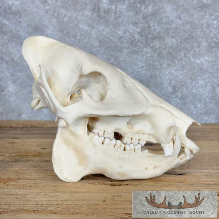 Peccary Skull Taxidermy Mount For Sale - Image 7