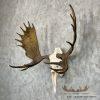 Eastern Canadian Moose Skull European Taxidermy For Sale - Image 2