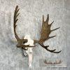 Eastern Canadian Moose Skull European Taxidermy For Sale - Image 3