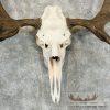 Eastern Canadian Moose Skull European Taxidermy For Sale - Image 4