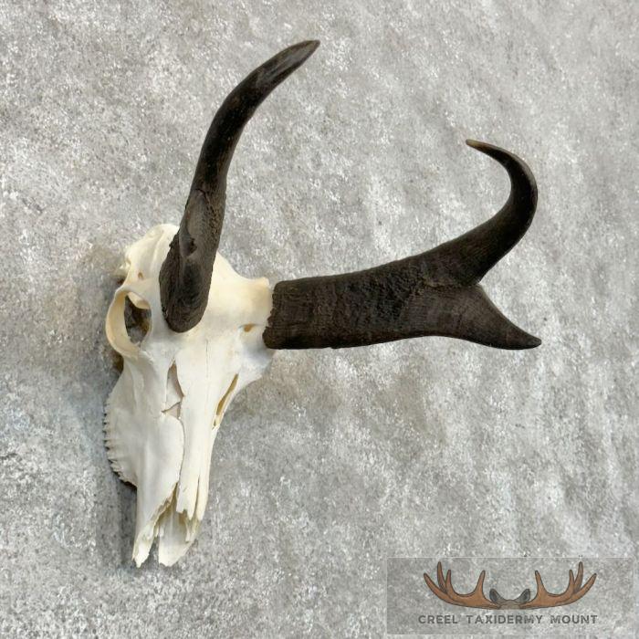 Pronghorn Skull European Taxidermy Mount For Sale - Image 3