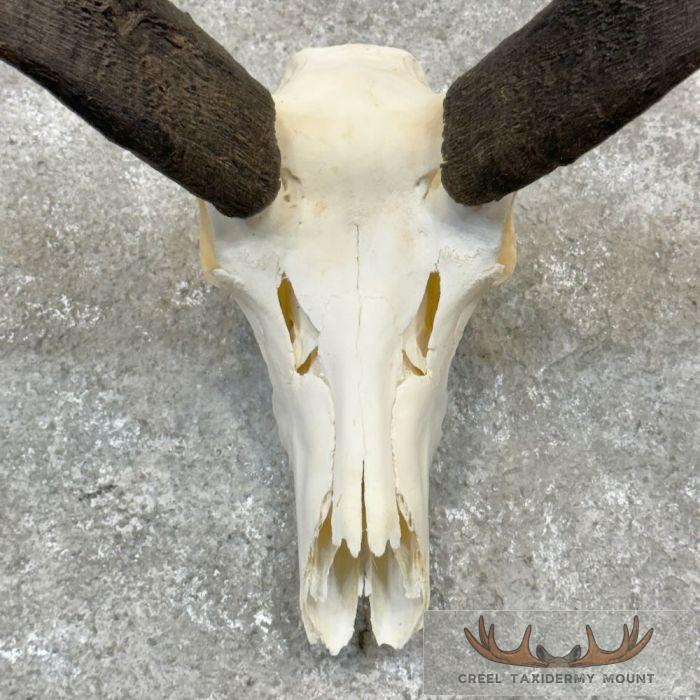 Pronghorn Skull European Taxidermy Mount For Sale - Image 4
