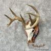 Whitetail Deer Skull European Taxidermy Mount For Sale - Image 2