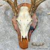 Whitetail Deer Skull European Taxidermy Mount For Sale - Image 4