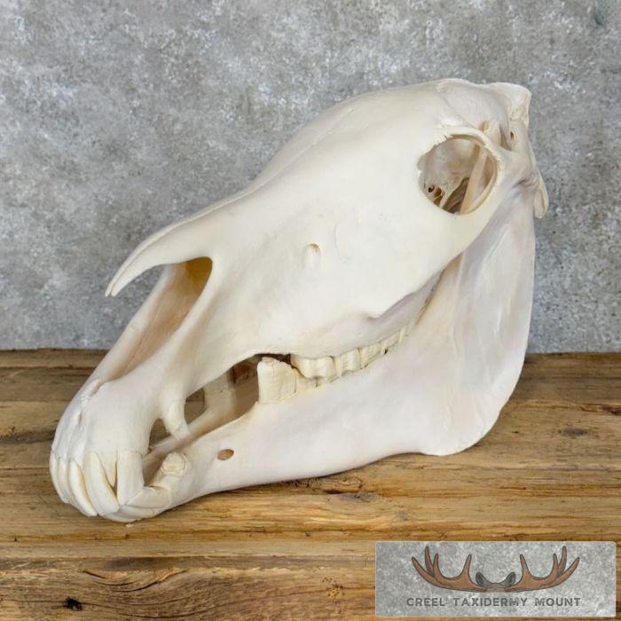 Burchell's Zebra Skull Taxidermy For Sale