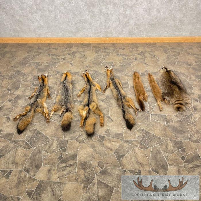 7-Pack Shop Special Taxidermy Hides For Sale