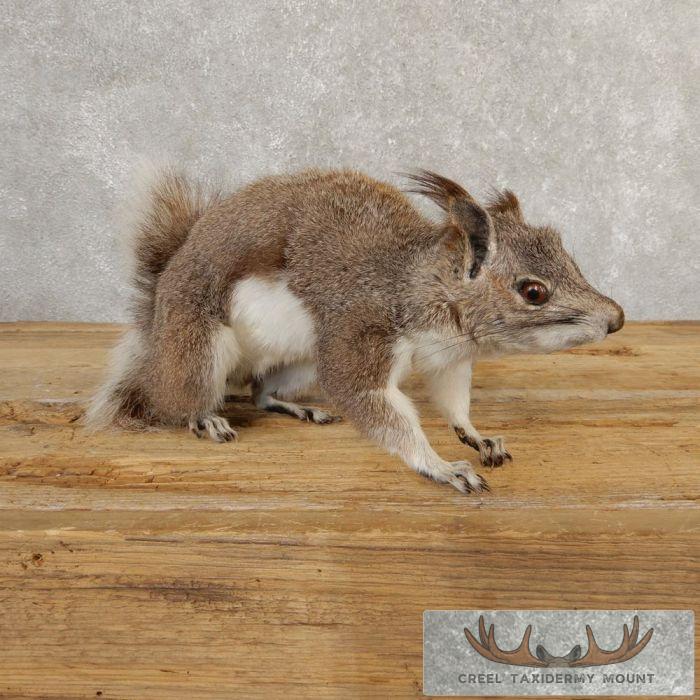 Abert's Squirrel Life-Size Taxidermy Mount For Sale