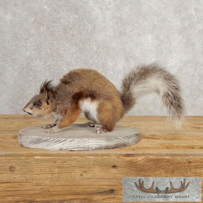 Aberts Squirrel Life-Size Taxidermy Mount For Sale