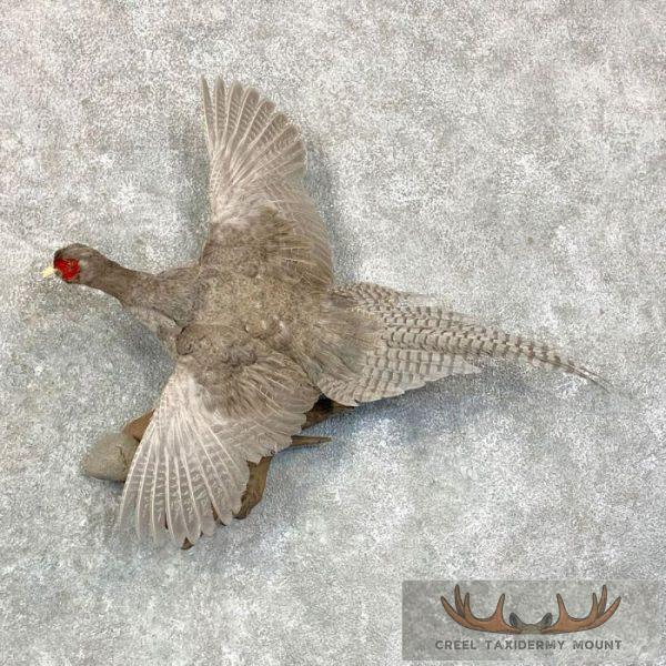 Abyssinian Pheasant Taxidermy Bird Mount For Sale