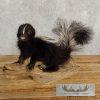Adolescent Striped Skunk Taxidermy Mount For Sale