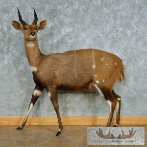 Cape Bushbuck Life-Size Taxidermy Mount Taxidermy