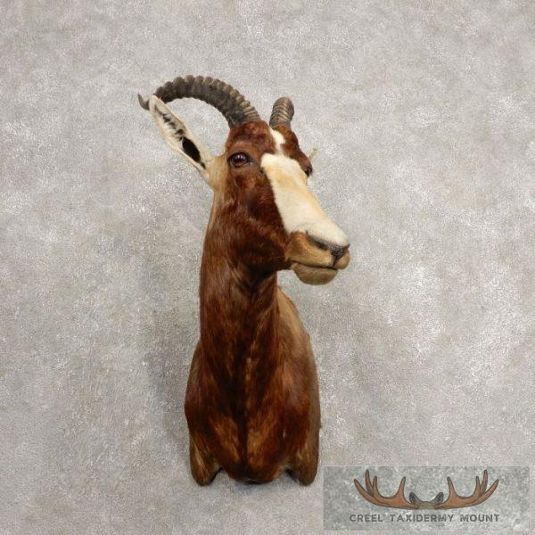 African Blesbok Taxidermy Shoulder Mount For Sale