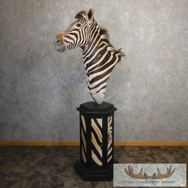 African Burchell's Zebra Pedestal Taxidermy Mount For Sale