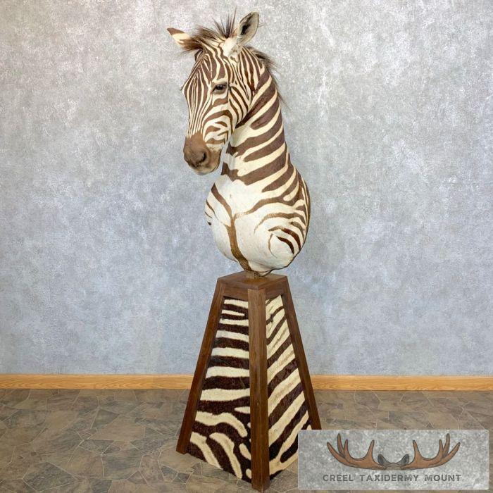 African Burchell's Zebra Pedestal Taxidermy Mount For Sale