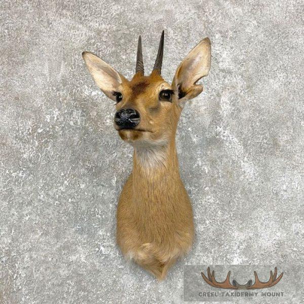 Bush Duiker Taxidermy Shoulder Mount For Sale