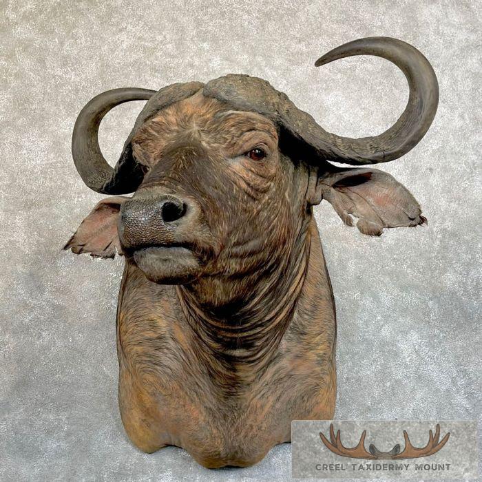 African Cape Buffalo Taxidermy Shoulder Mount For Sale