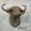 African Cape Buffalo Taxidermy Shoulder Mount For Sale