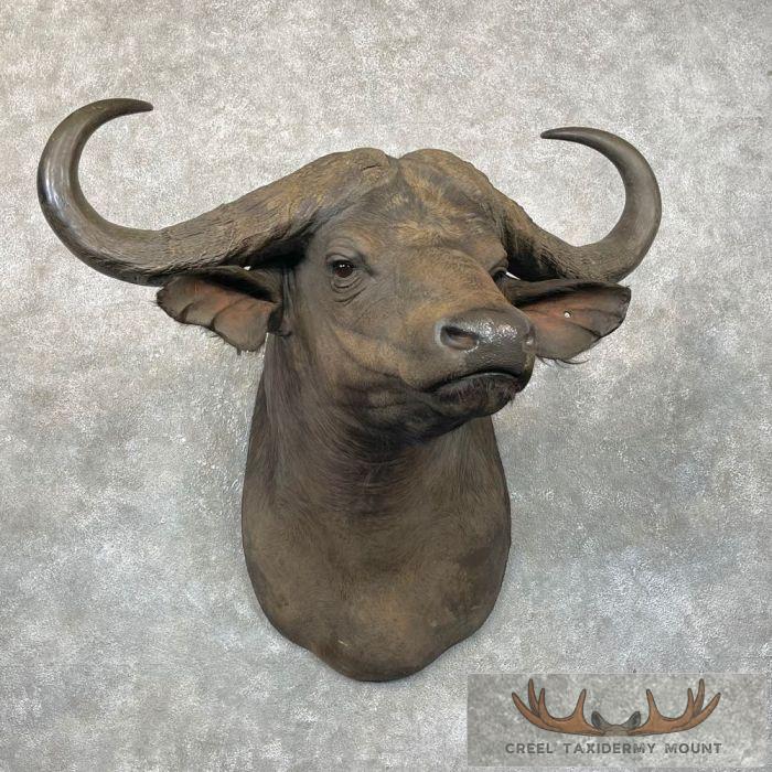 African Cape Buffalo Taxidermy Shoulder Mount For Sale