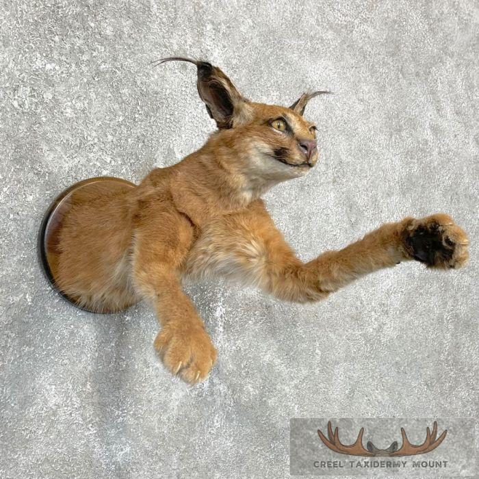 African Caracal Cat Half Life-Size Taxidermy Mount For Sale