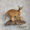 African Caracal Life-Size Taxidermy Mount For Sale