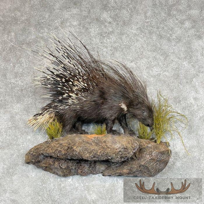 African Crested Porcupine Taxidermy Mount For Sale