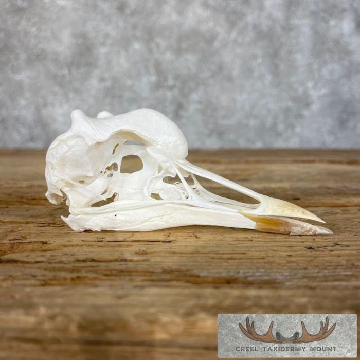 African Crowned Crane Skull For Sale